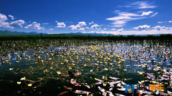 若爾蓋花湖