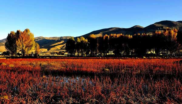 桑堆紅草地