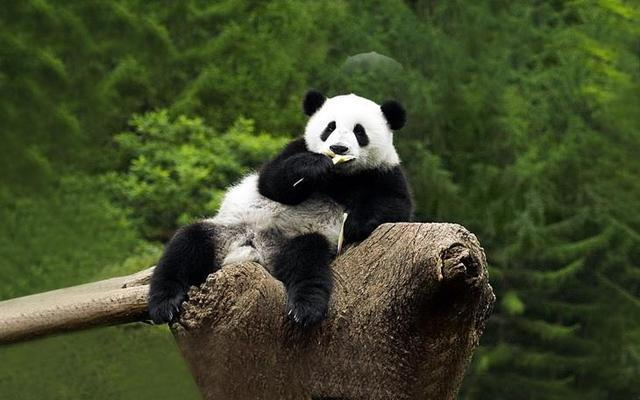 熊貓_看圖王.jpg